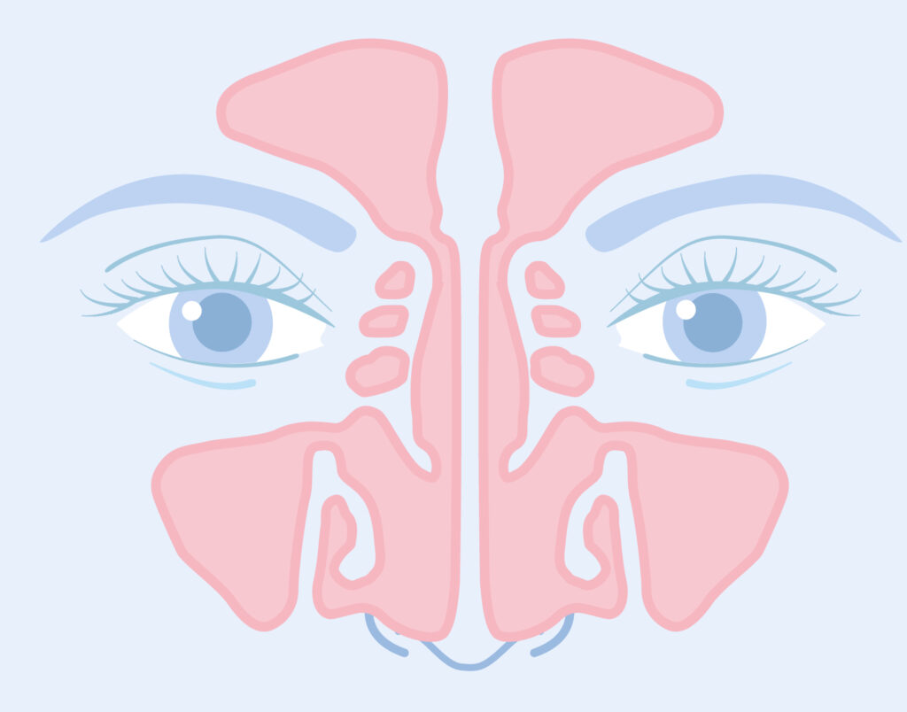 Healthy Sinuses